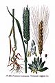 390 Triticum vulgare Vill