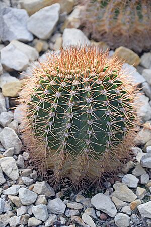 Archivo:Acanthocalycium spiniflorum in Tropengewächshäuser des Botanischen Gartens