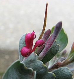 Adenanthos cuneatus flower.jpg