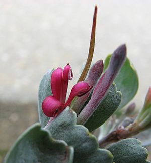 Archivo:Adenanthos cuneatus flower