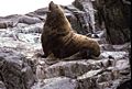 Adult male Northern Fur Seal