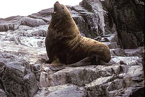 Archivo:Adult male Northern Fur Seal