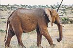 African Elephant (Loxodonta africana) (8427505928).jpg