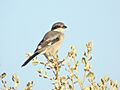 Alcaudón real (Lanius meridionalis) Southern Grey Shrike