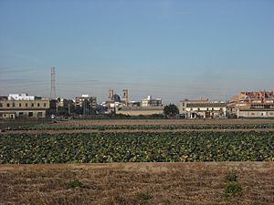 Huerta de Almácera desde la vía verde Xurra.