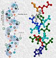 Alpha-helix