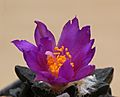 Ariocarpus scapharostrus (10328358976)