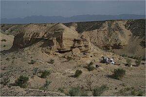 Archivo:Avimimus excavation