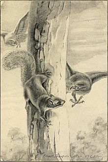 Bannertail; the story of a gray squirrel (1922) (14755784225).jpg