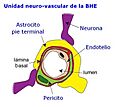 BarrHematEncef estructura Unidad neurovasc
