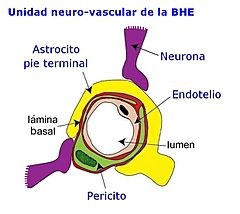 Archivo:BarrHematEncef estructura Unidad neurovasc