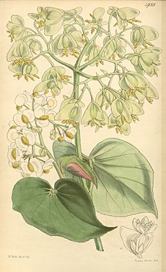 Begonia wageneriana.jpg