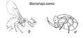 Blastophaga psenes2