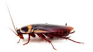 Blatella germanica (German cockroach).jpg