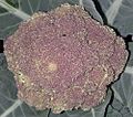 Cavolfiore Violetto di Sicilia