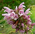 Cedronella canariensis 2