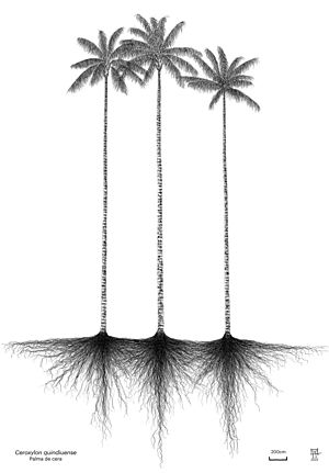 Archivo:Ceroxylon quindiuense, Wax palm, Palma de cera. Dessin Axel Aucouturier