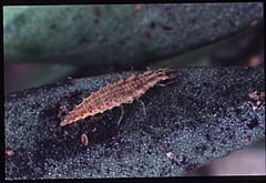 Archivo:Chrysope larve