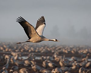Archivo:Common crane in flight