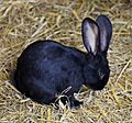 Conejo común (Oryctolagus cuniculus), Tierpark Hellabrunn, Múnich, Alemania, 2012-06-17, DD 01