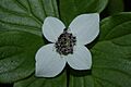 Cornus unalaschkensis 4913