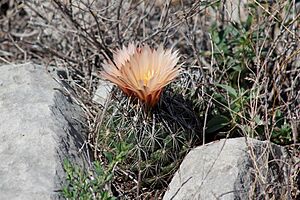 Archivo:Coryphantha ramillosa ramillosa