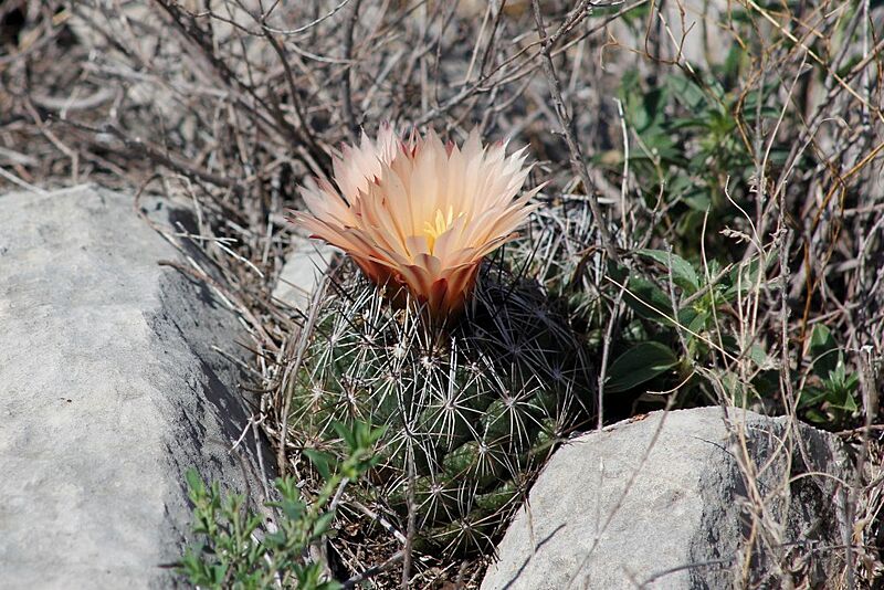 Coryphantha ramillosa ramillosa