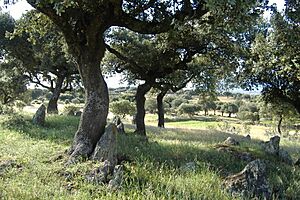Archivo:Dehesa en Talaván