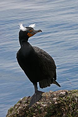 Archivo:Double-crested cormorant during breeding season