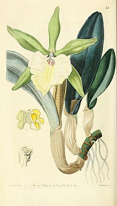 Archivo:Edwards' botanical register, or, Ornamental flower-garden and shrubbery .. (1829-1847) (20553317623)