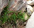 Epipactis gigantea 1