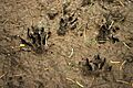 Erinaceus.europaeus.tracks