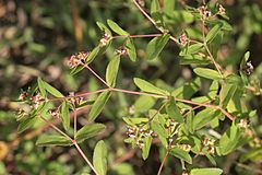 Archivo:Euphorbia nutans (Nickend-Wolfsmilch) IMG 8825