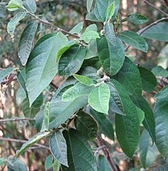 Ficus coronata.jpg