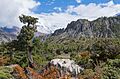 Forest in Marsyangdi valley - Annapurna Circuit, Nepal - panoramio