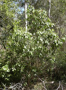 Geijera salicifolia.jpg