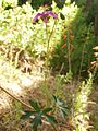 Geraniumcaespitosumplant