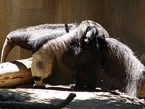 Archivo:Giant Anteater with child