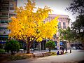 Ginkgo biloba Parana