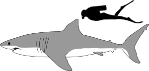 Archivo:Great white shark size comparison
