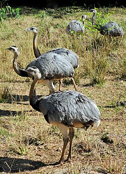 Grupo de Emas - Rhea americana.jpg