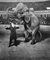Houdini-Elephant