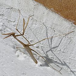 Hypsicorypha gracilis.JPG