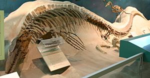 Archivo:Ichthyosaurus Smithsonian