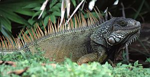 Archivo:Iguana iguana