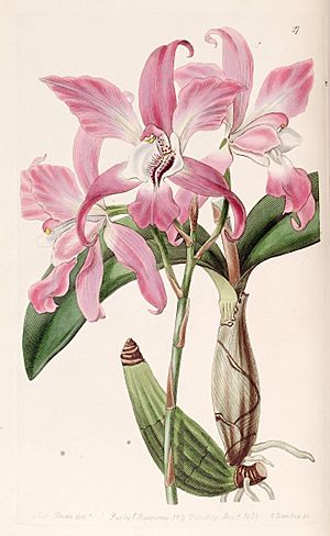 Archivo:Laelia autumnalis - Edwards vol 25 (NS 2) pl 27 (1839)