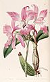 Laelia autumnalis - Edwards vol 25 (NS 2) pl 27 (1839)