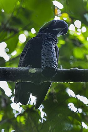 Long-wattled Umbrellabird - South Ecuador S4E8115 (16213159194).jpg