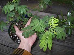 Mimosa -tenuiflora-Jurema.jpg