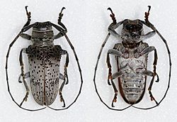 Oncideres cephalotes (25898431373).jpg
